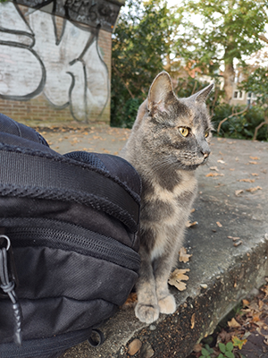 File:meow.png
