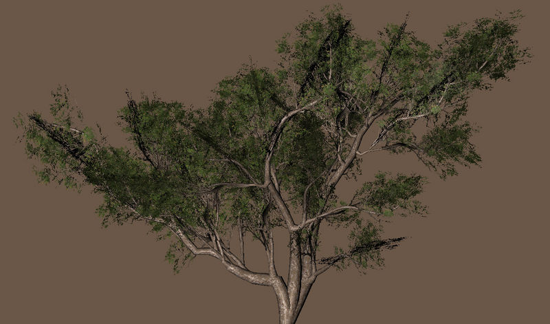 File:VP1 Barrenpine.jpg